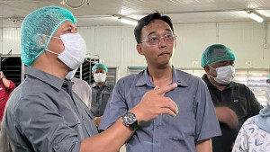 Kementan Pantau Produksi DOC Broiler untuk Jaga Stabilitas Harga Ayam